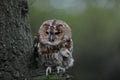 Tawney Owl British Wildlife Centre Surrey # 3