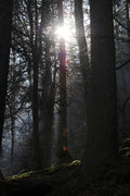 Welsh Woods Lake Vyrnwy Wales # 2