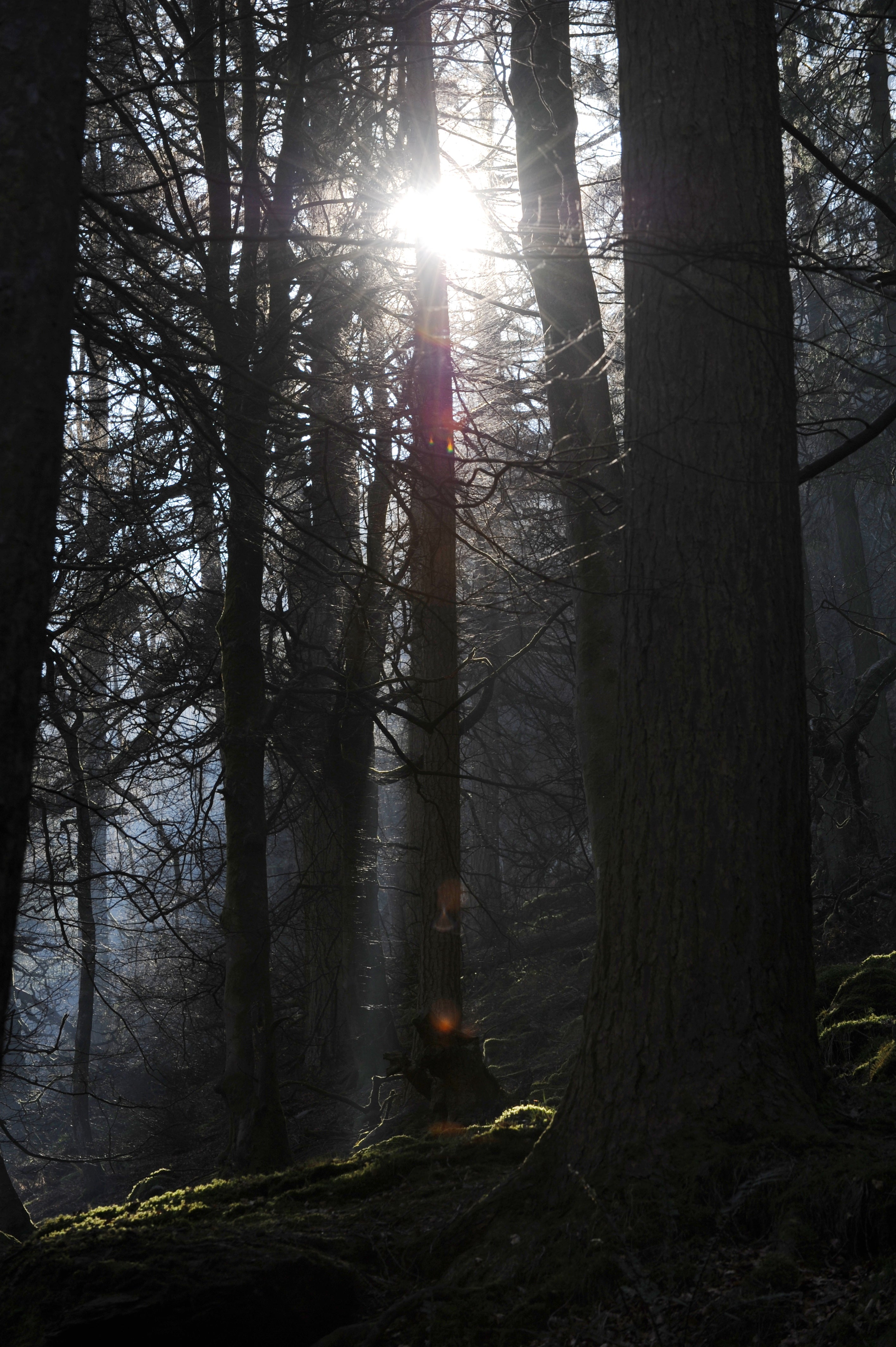 Welsh Woods Lake Vyrnwy Wales # 2