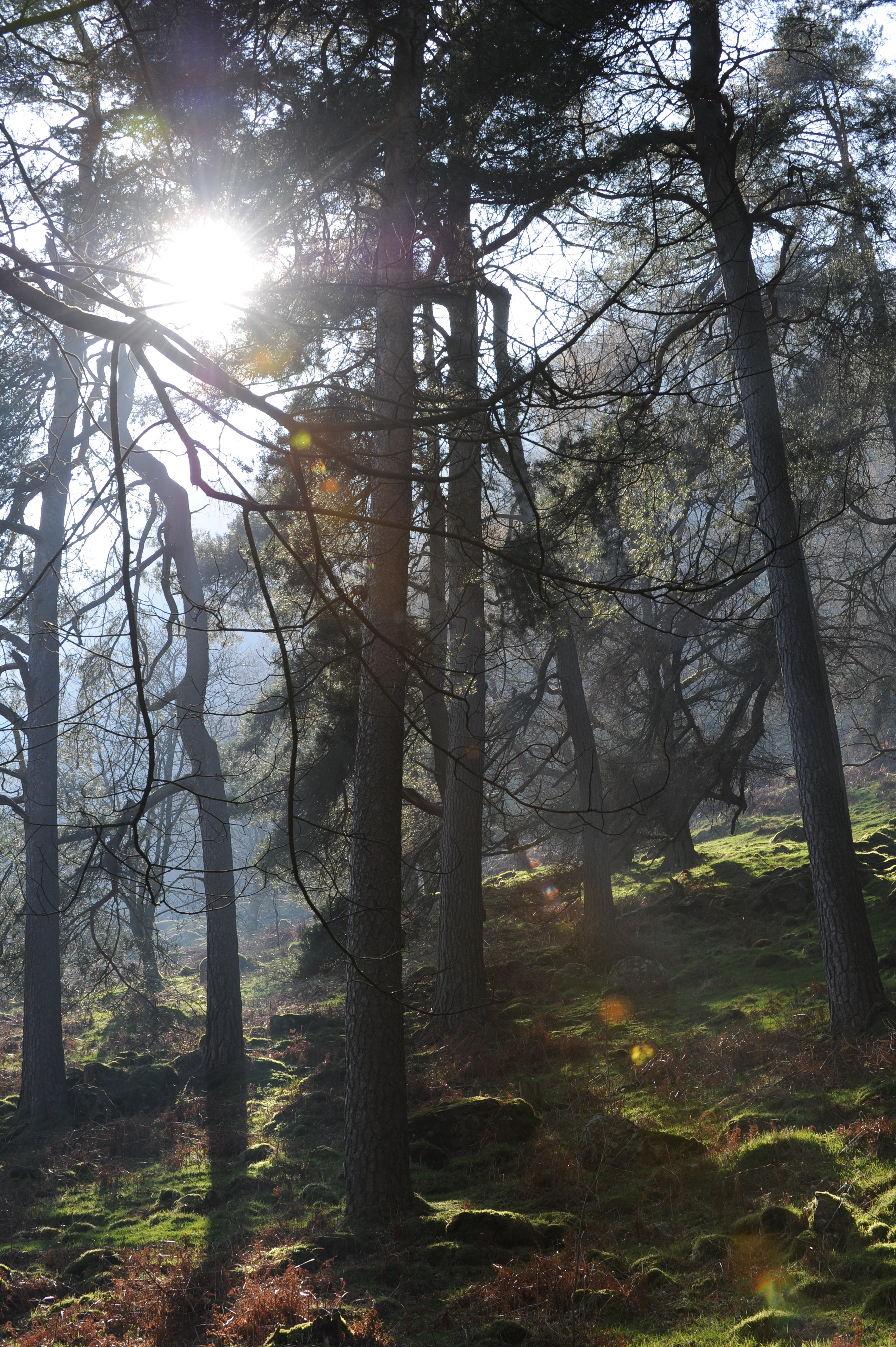 Welsh Woods Lake Vyrnwy Wales # 1