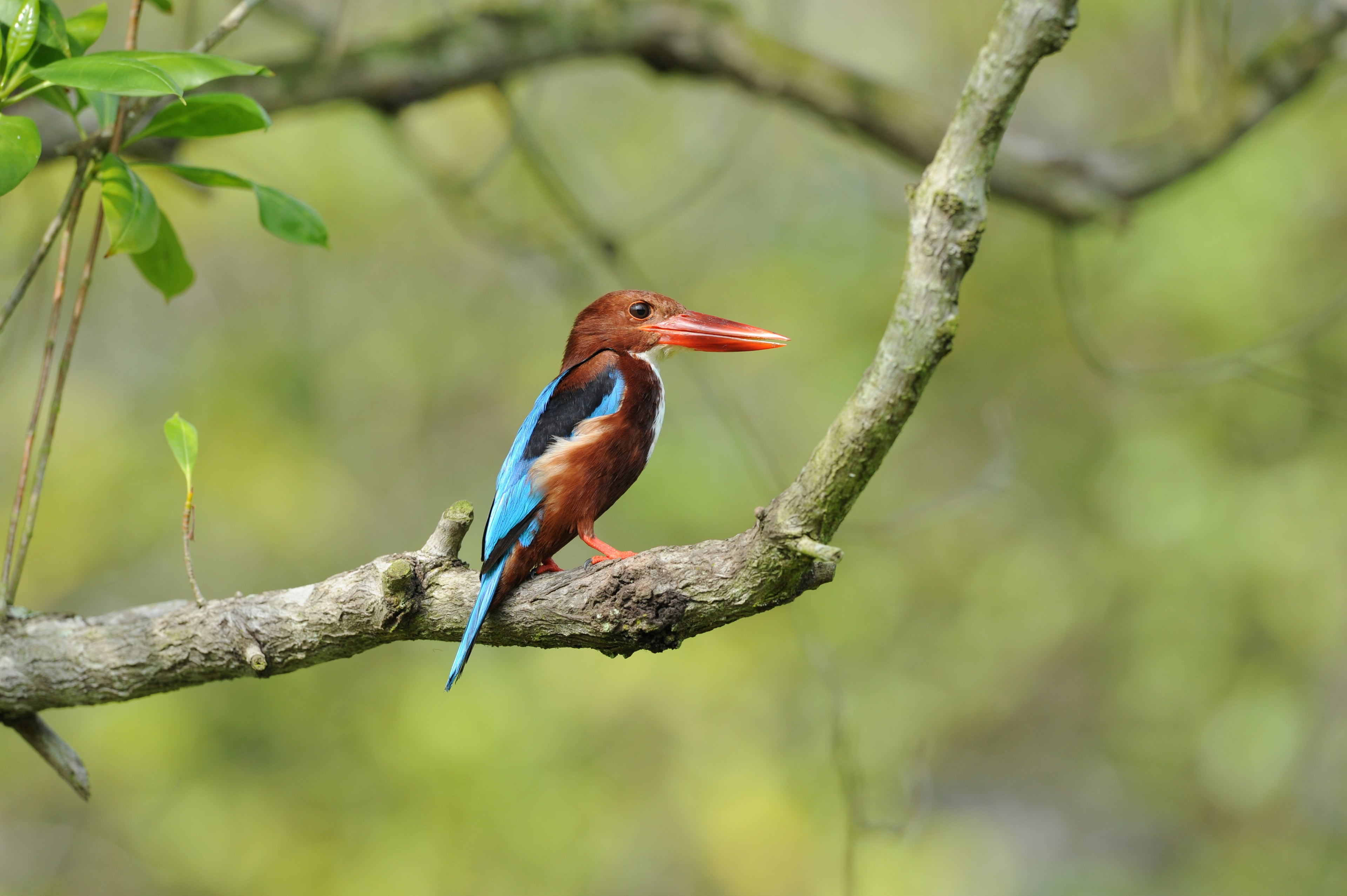 White Throated Kingfisher Satay By The Bay Singapore # 2