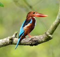 White Throated Kingfisher Satay By The Bay Singapore # 1