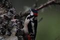 Male Great Spotted Woodpecker Blairgowrie Scotland # 2