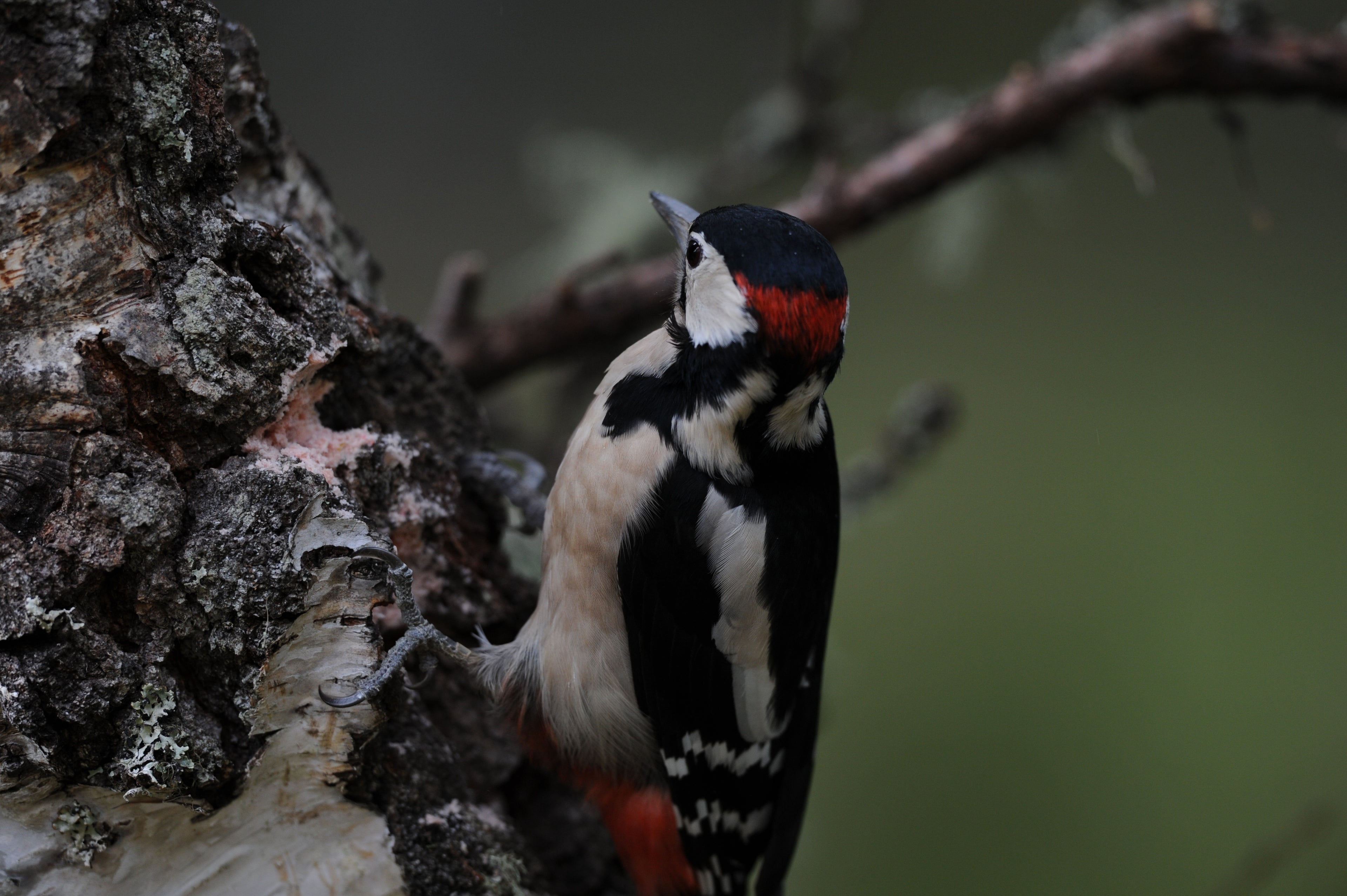 Male Great Spotted Woodpecker Blairgowrie Scotland # 2