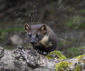 Female Pine Marten 'Tinker' Pine Marten Hide Moray # 3
