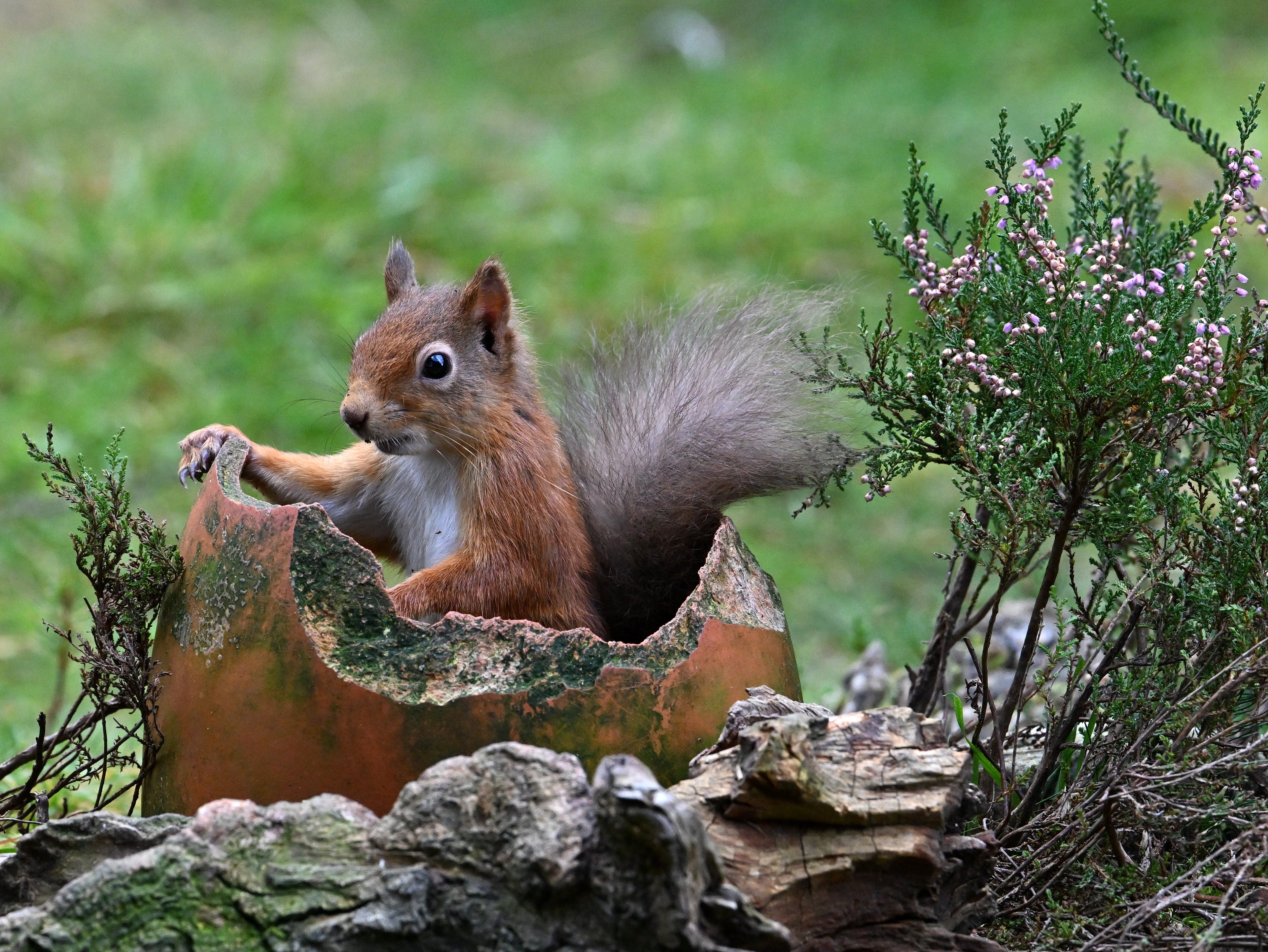 Red Squirrel Pine Marten Hide Moray # 5