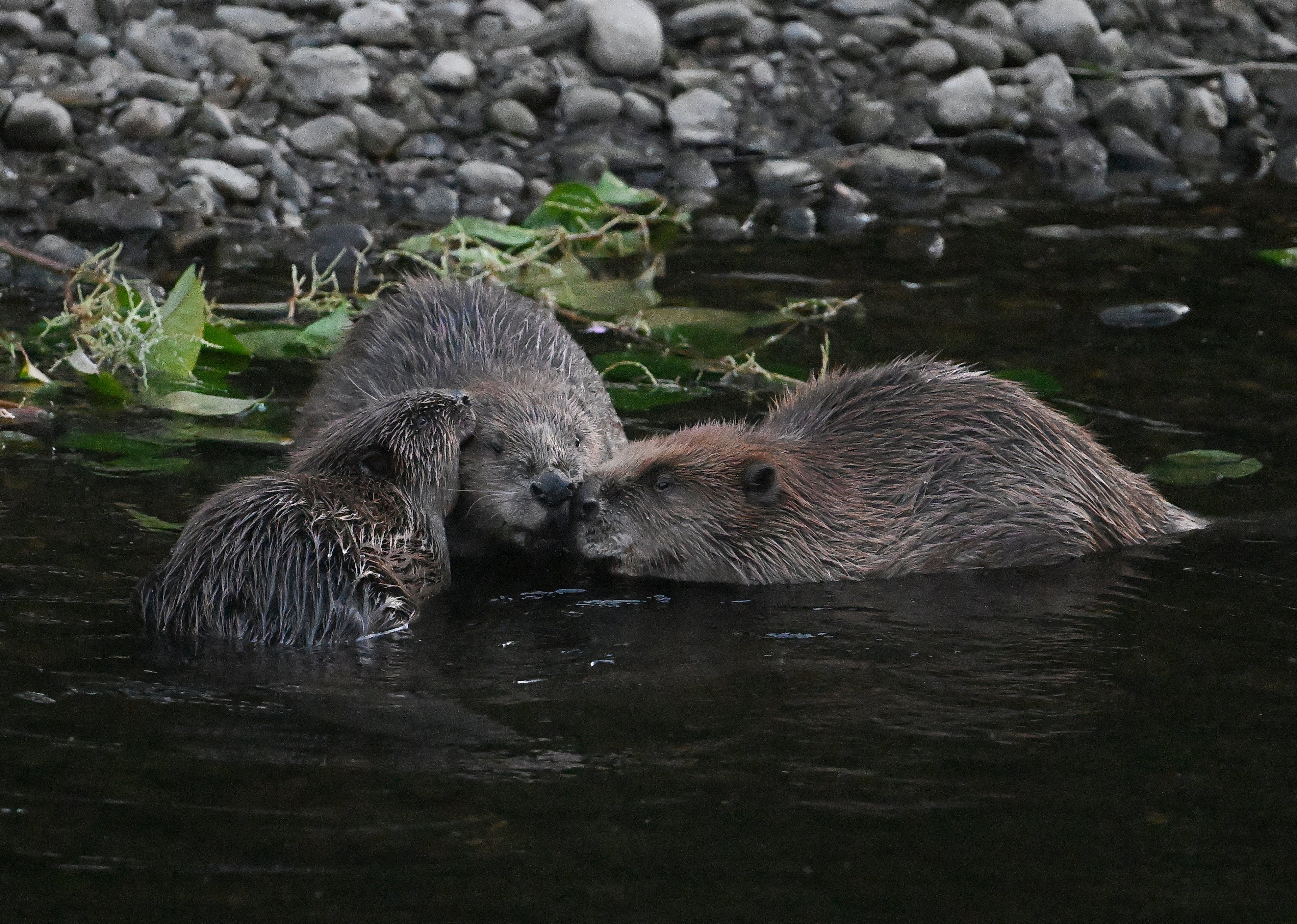 Male and Female Beavers with Kit River Ericht Scotland