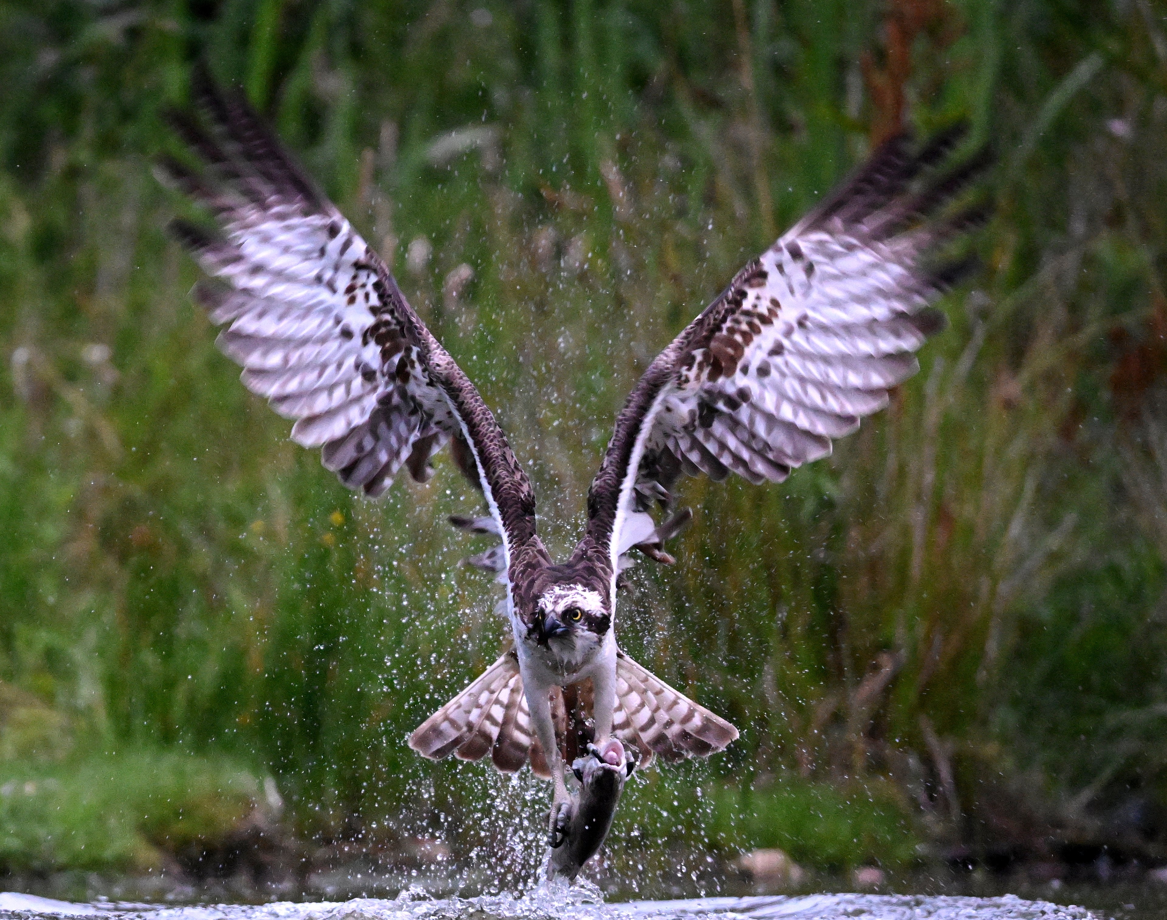 Osprey 'Aviemore Osprey' Aviemore Scotland # 3