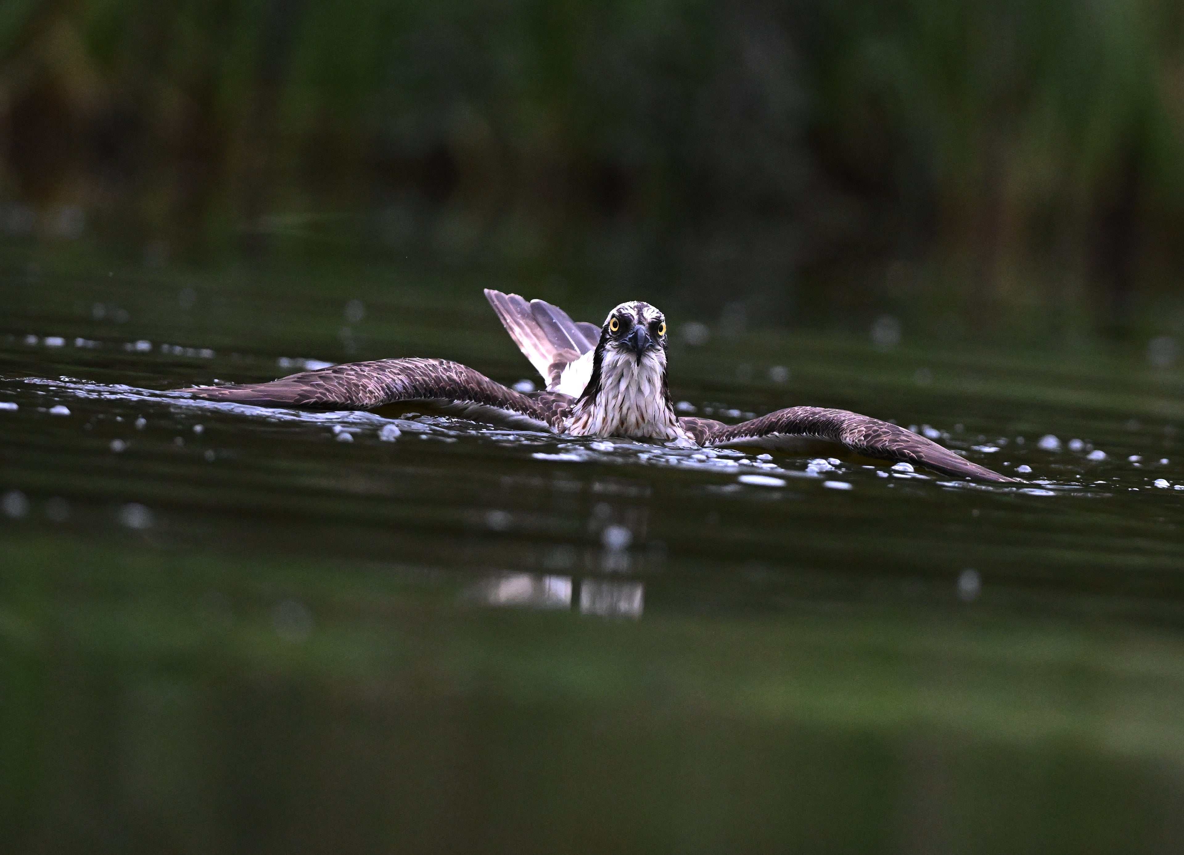Osprey 'Aviemore Osprey' Aviemore Scotland # 4