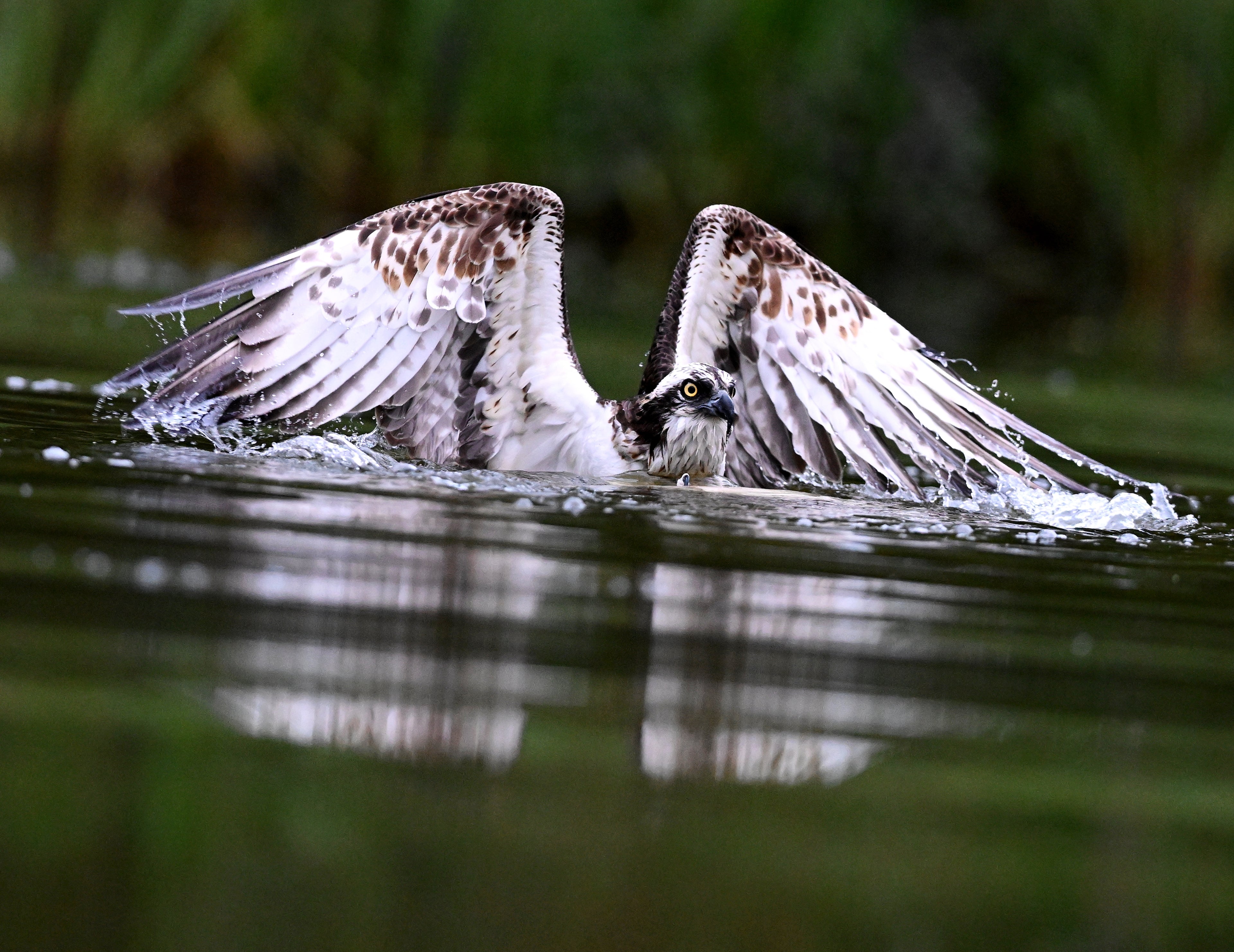 Osprey 'Aviemore Osprey' Aviemore Scotland # 5