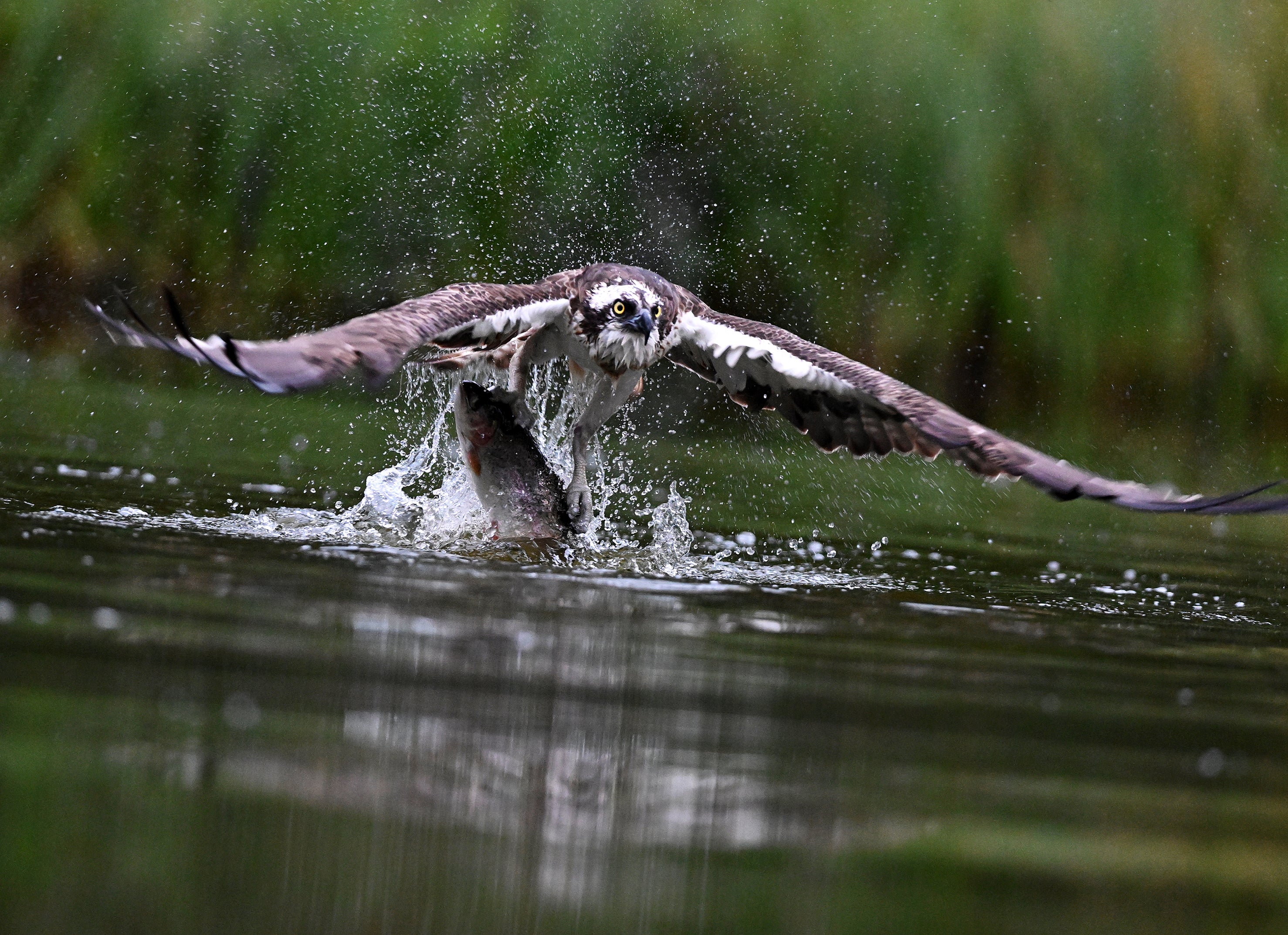 Osprey 'Trossachs Osprey Hide' Scotland # 2
