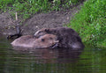Male and Female Beavers Grooming River Ericht Scotland