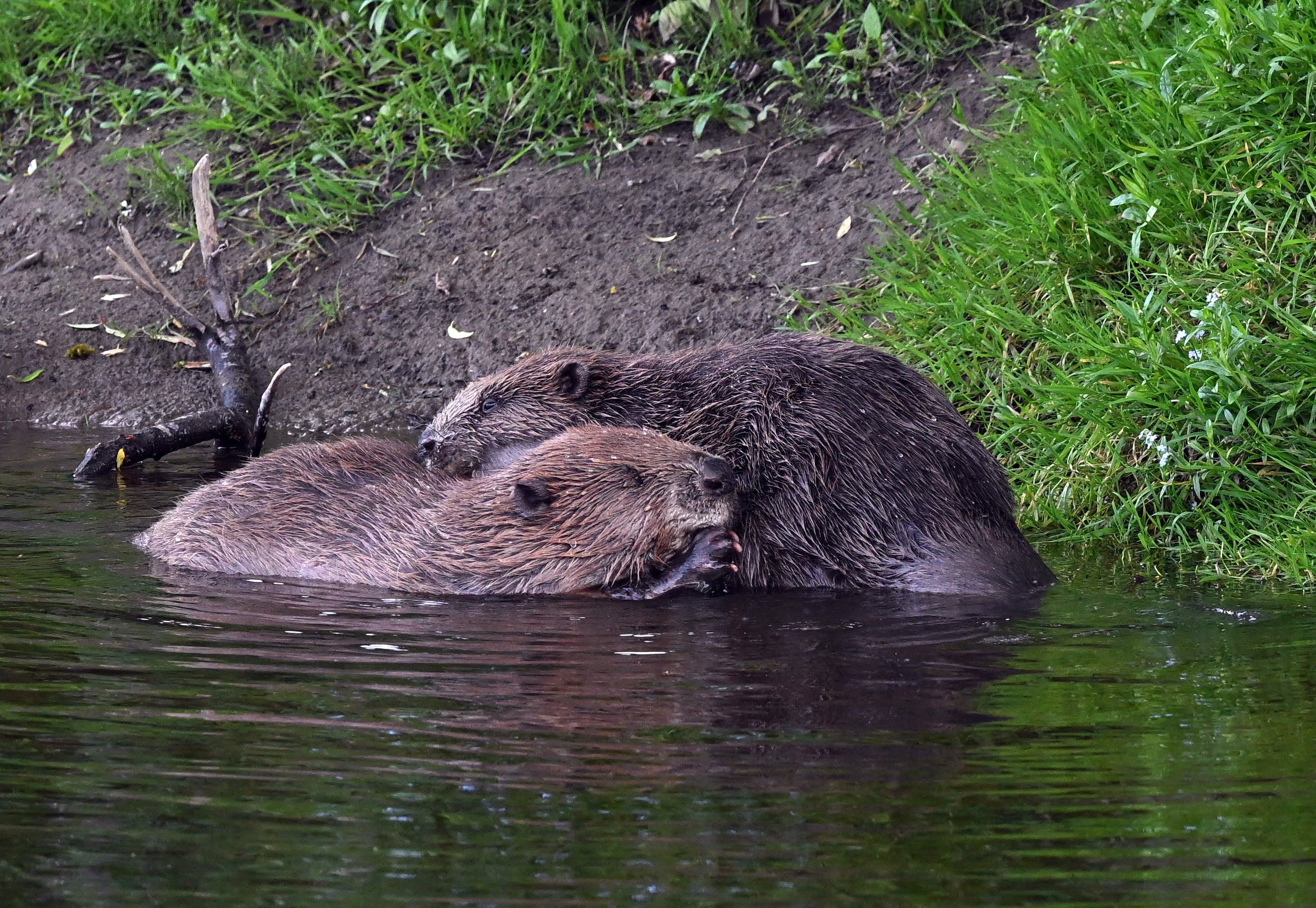 Male and Female Beavers Grooming River Ericht Scotland