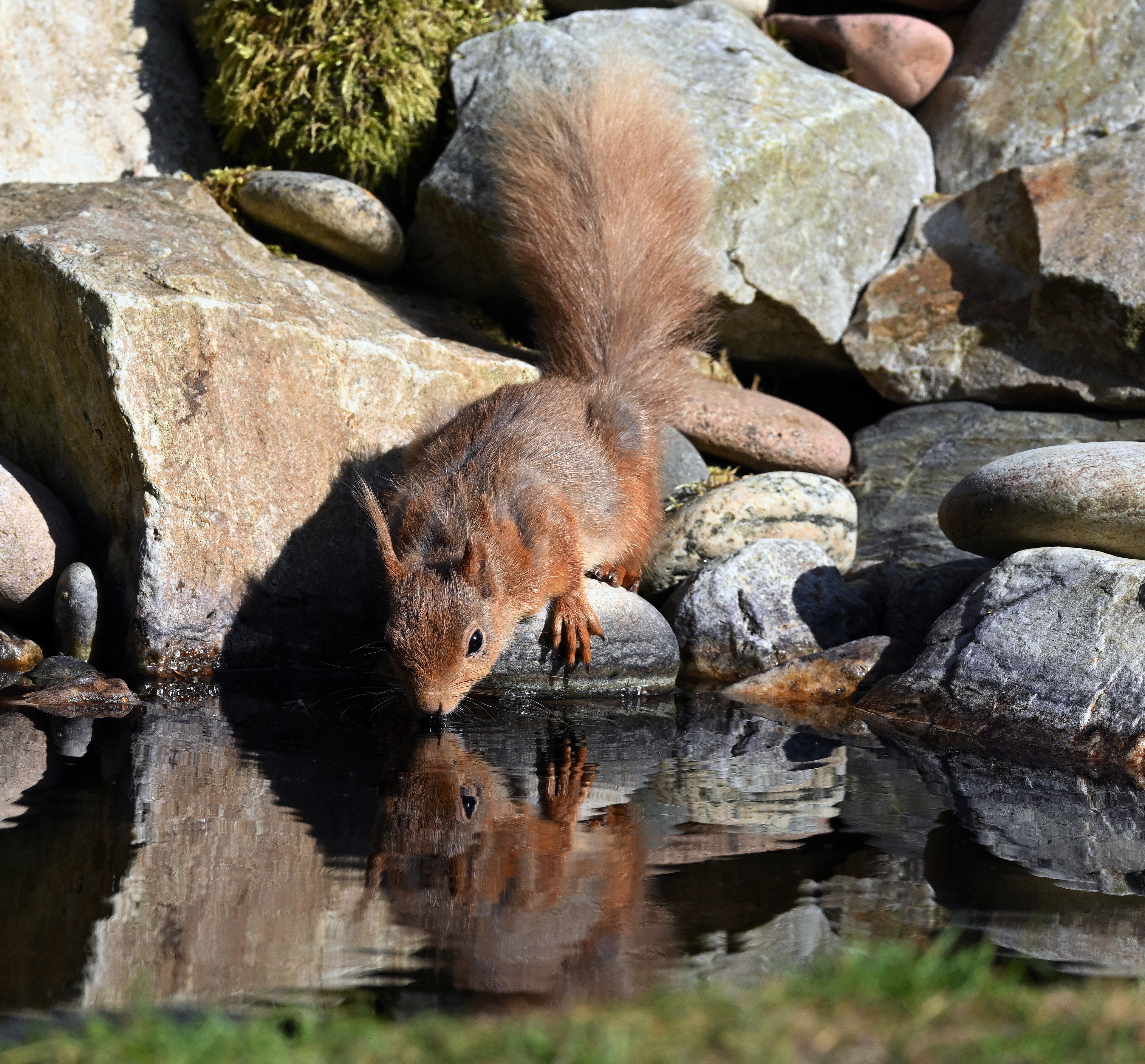 Red Squirrel Pine Marten Hide Moray # 6