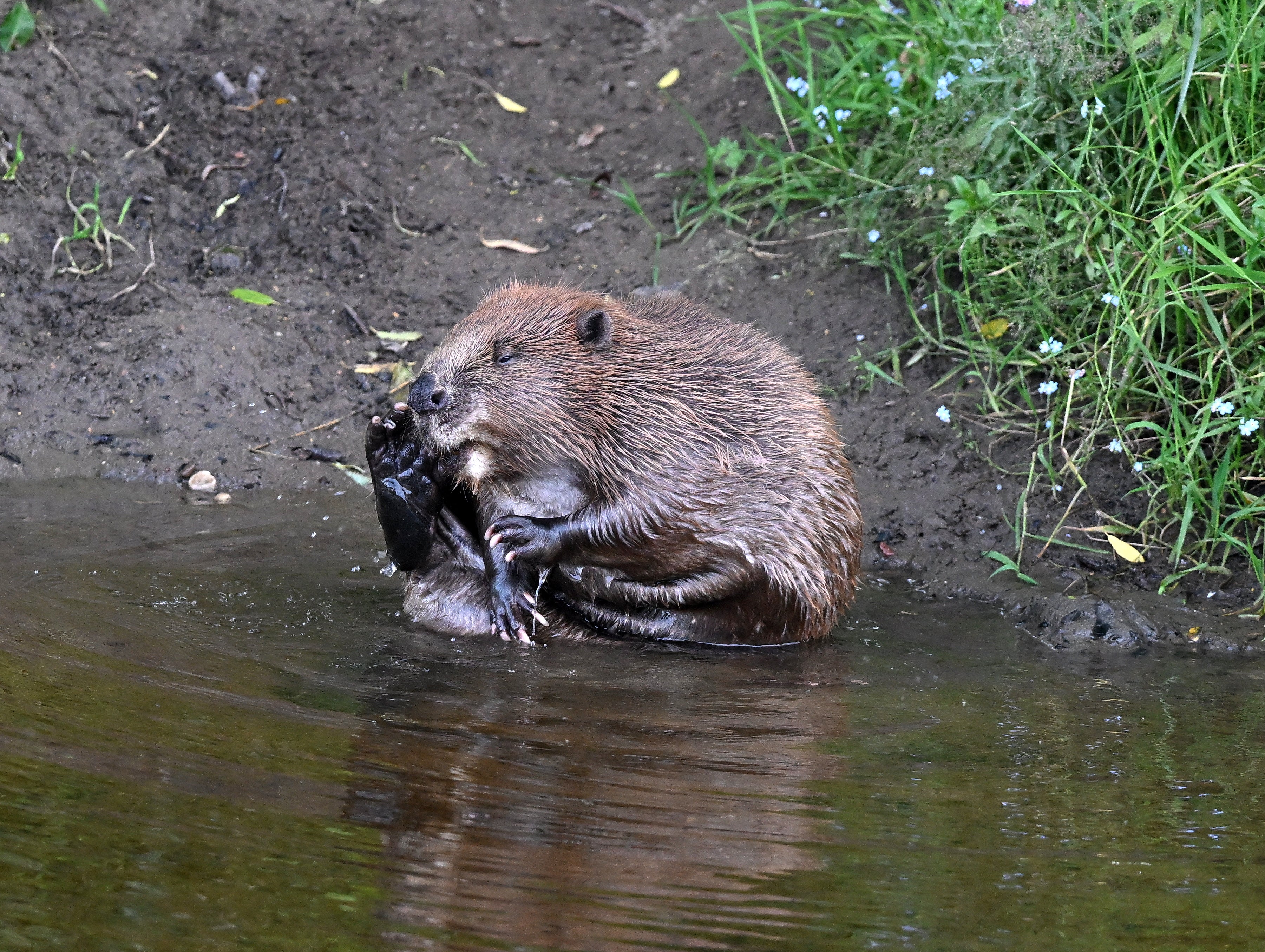 Male Beaver Grooming River Ericht Scotland