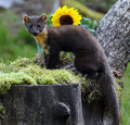 Male Pine Marten 'Bruce' Pine Marten Hide Moray # 2