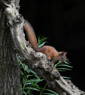 Red Squirrel Pine Marten Hide Moray # 7