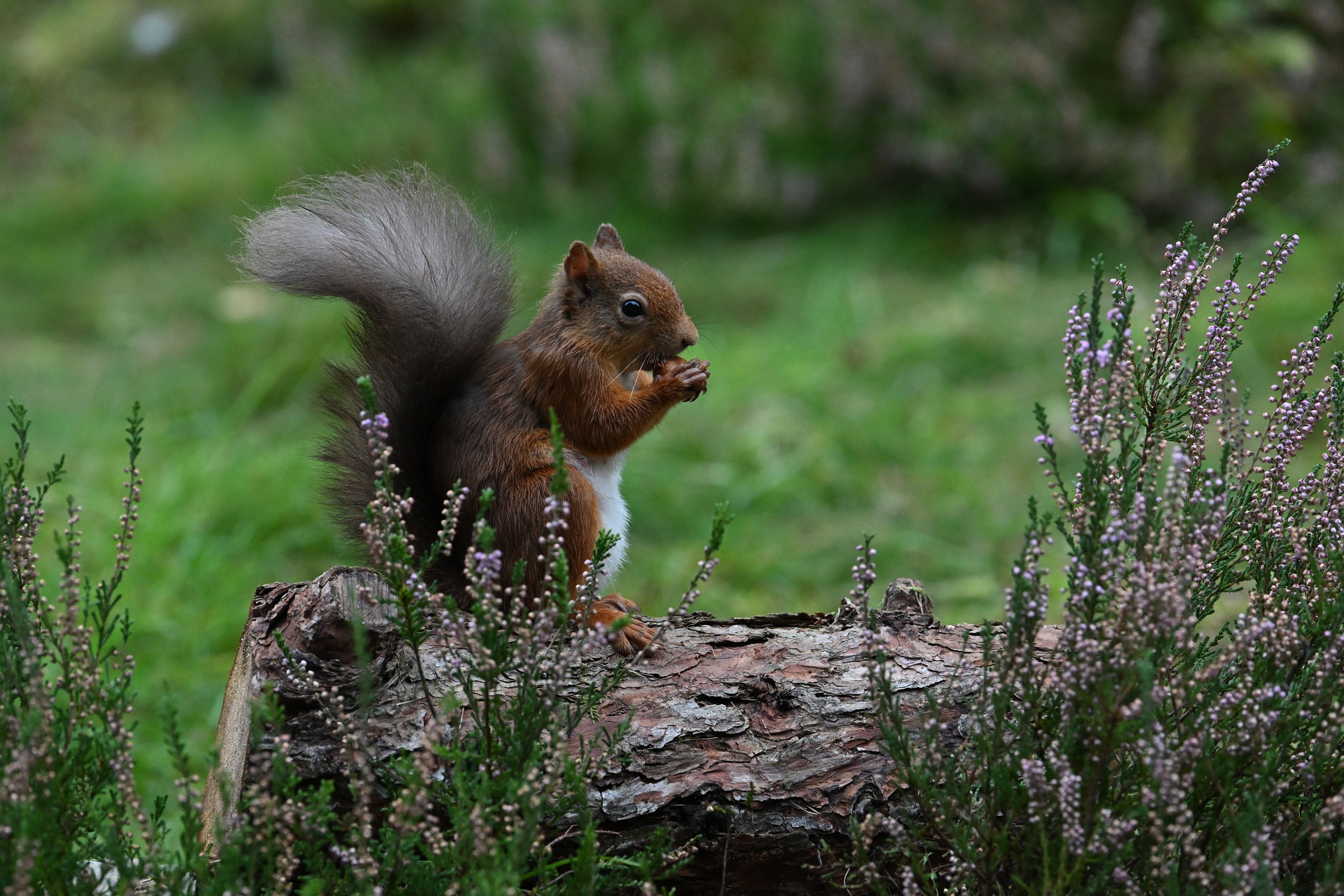 Red Squirrel Pine Marten Hide Moray # 9