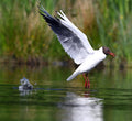 Black Headed Gull 'Aviemore Osprey' Aviemore Scotland # 2