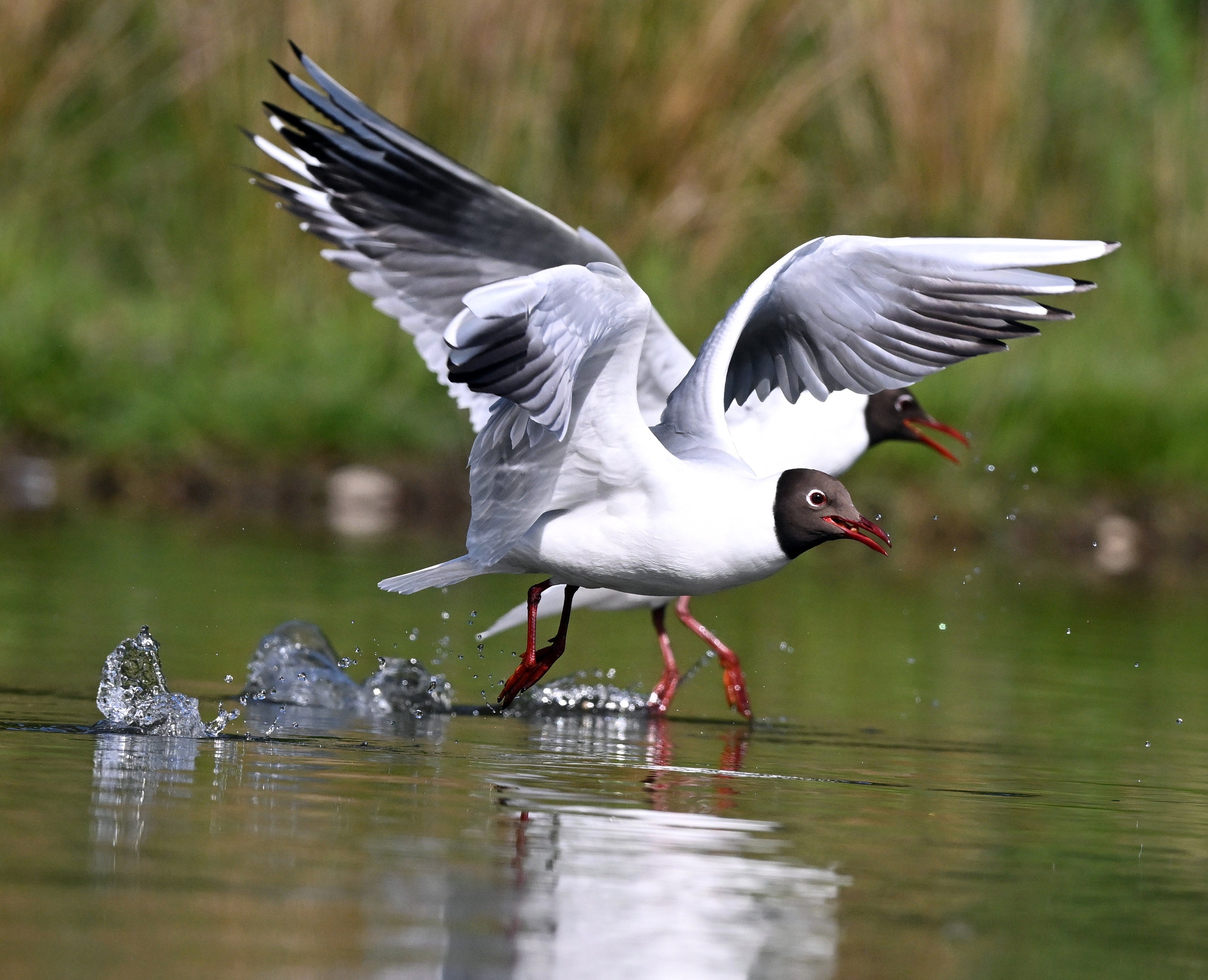 Black Headed Gulls 'Aviemore Osprey' Aviemore Scotland