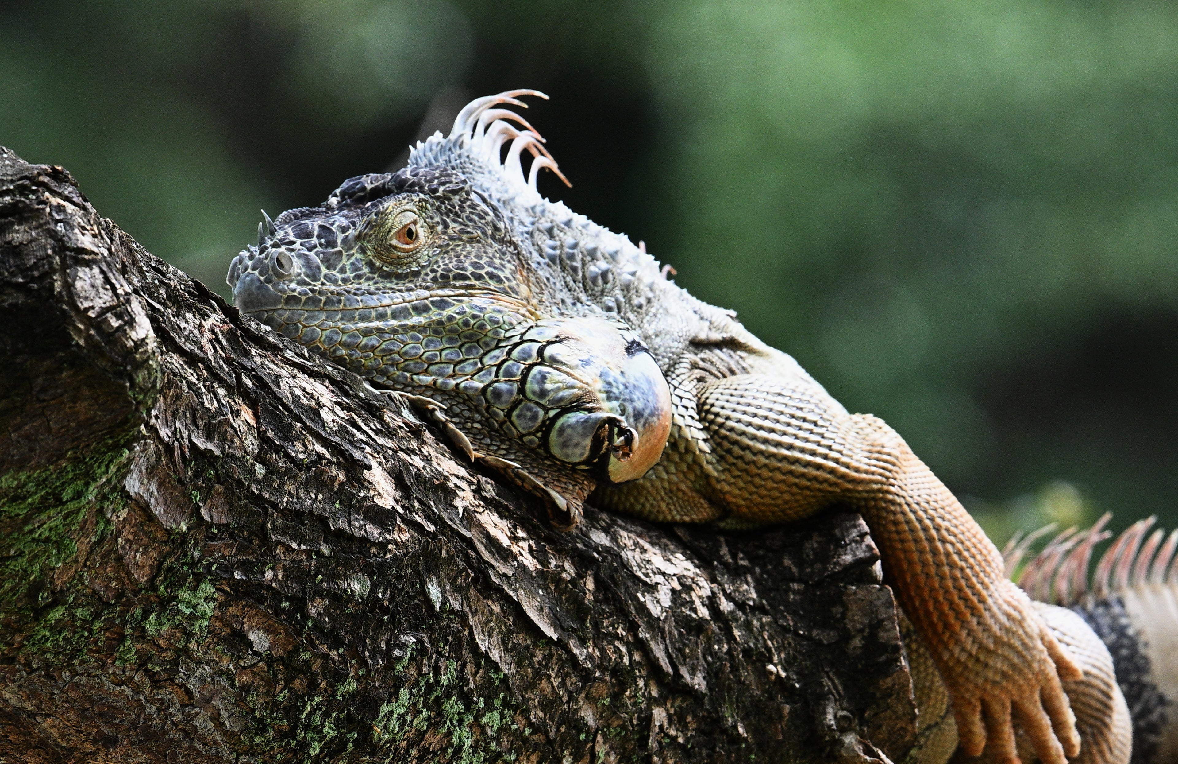 Wild Green Iguana Chinese Gardens Singapore # 2