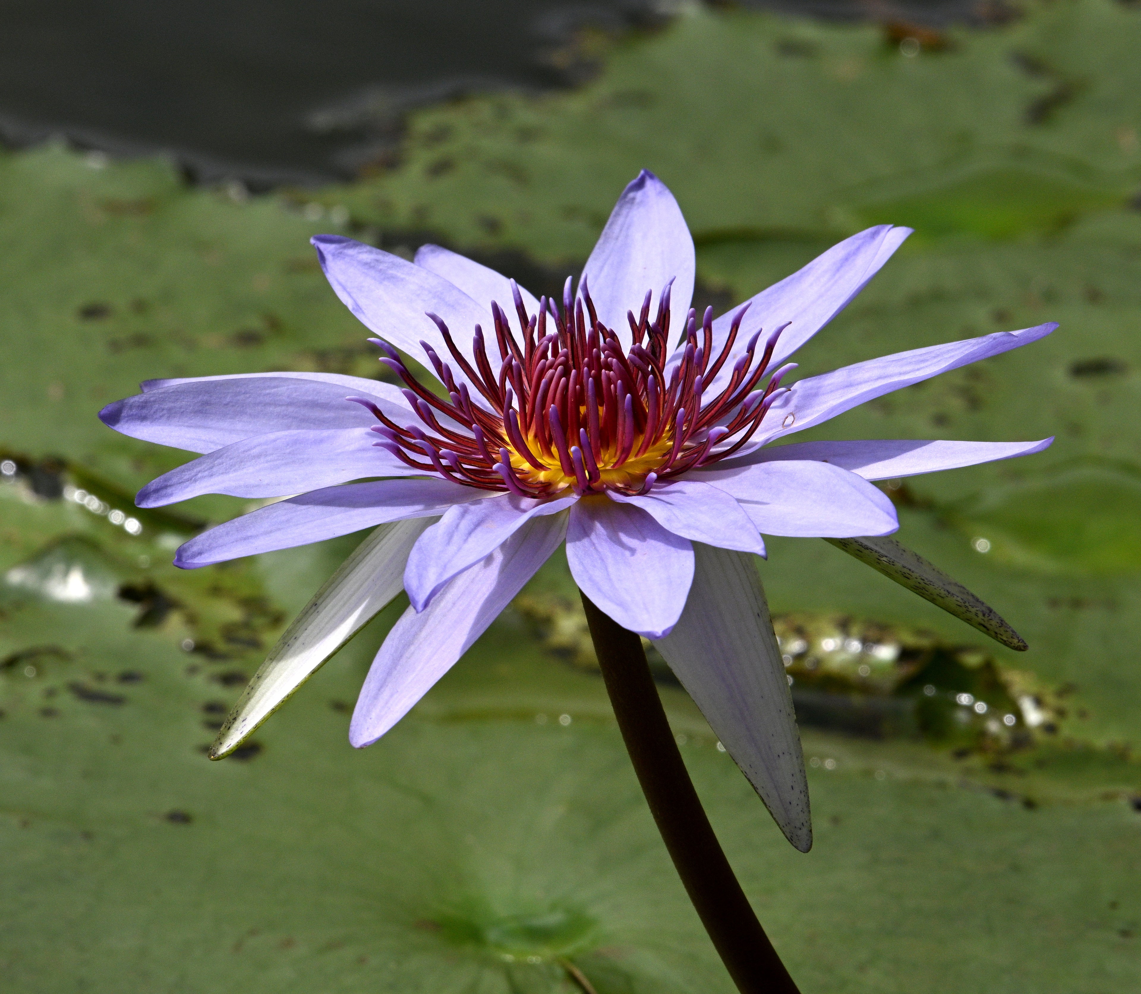 Lotus Flower Chinese Gardens Singapore # 1