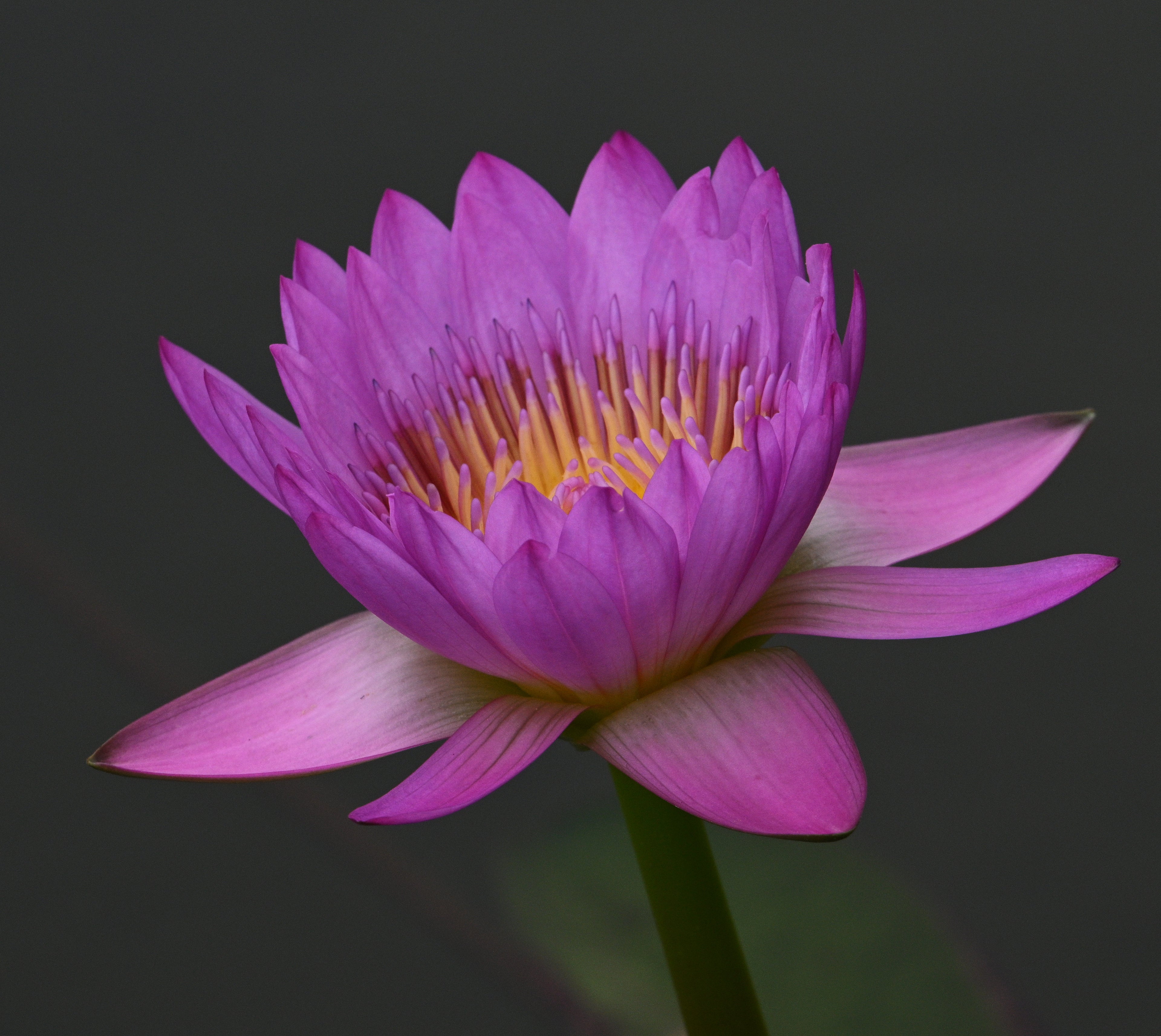 Lotus Flower Chinese Gardens Singapore # 3