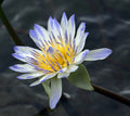 Lotus Flower Chinese Gardens Singapore # 4