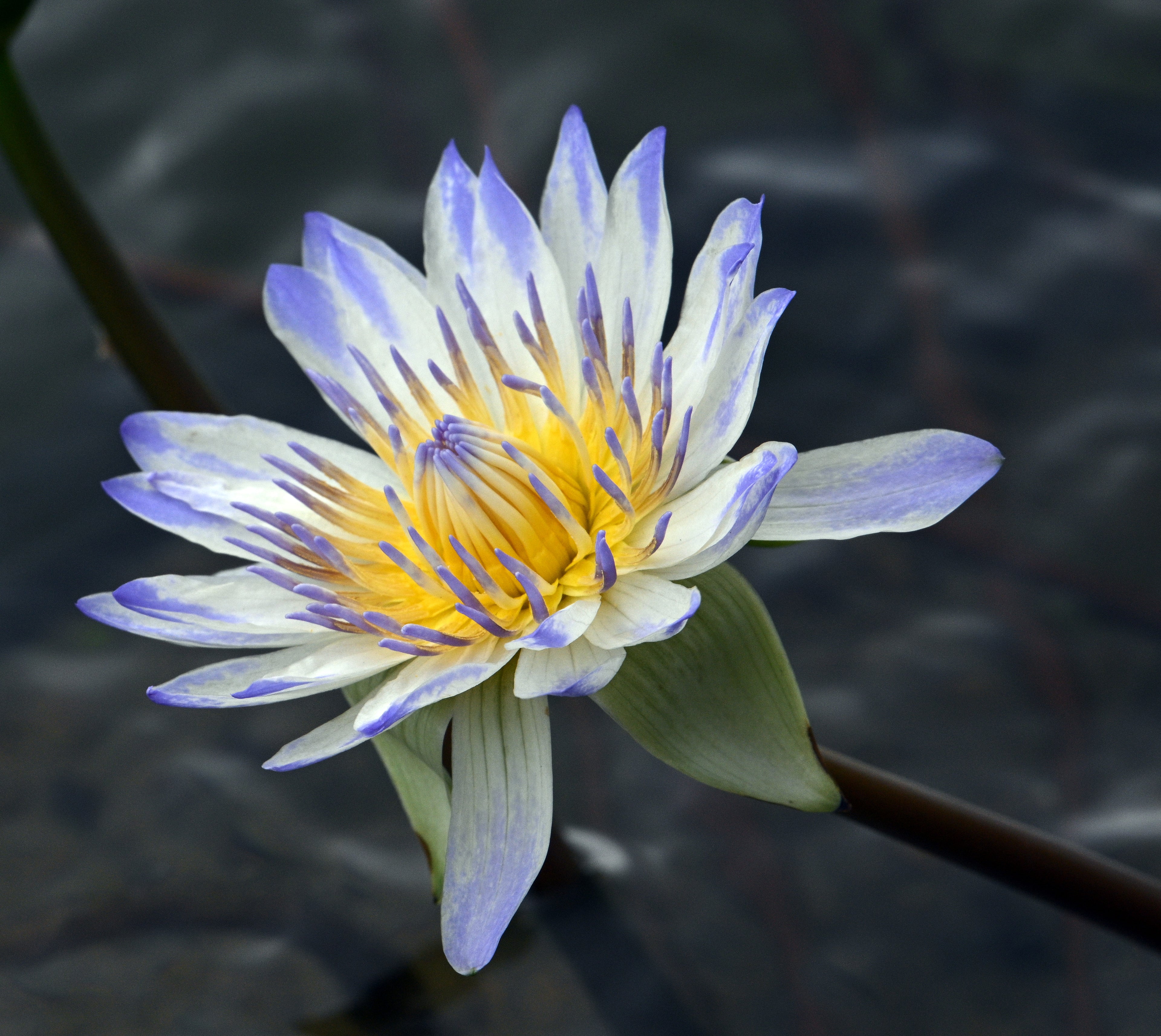 Lotus Flower Chinese Gardens Singapore # 4