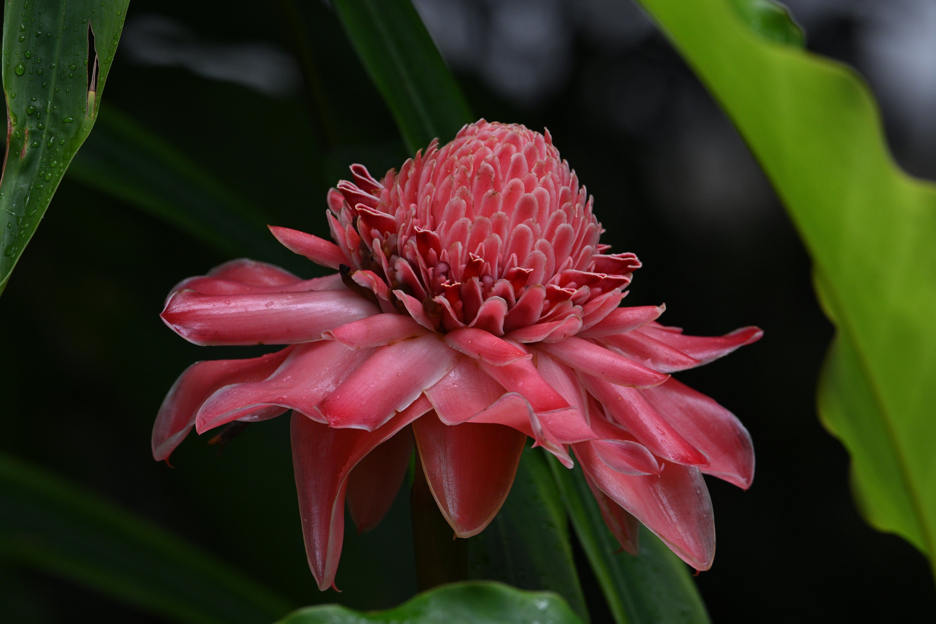 Wild Ginger Flower Mandai Walk Singapore