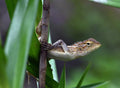 Wild Changeable Lizard Gurong Lake Garden Singapore