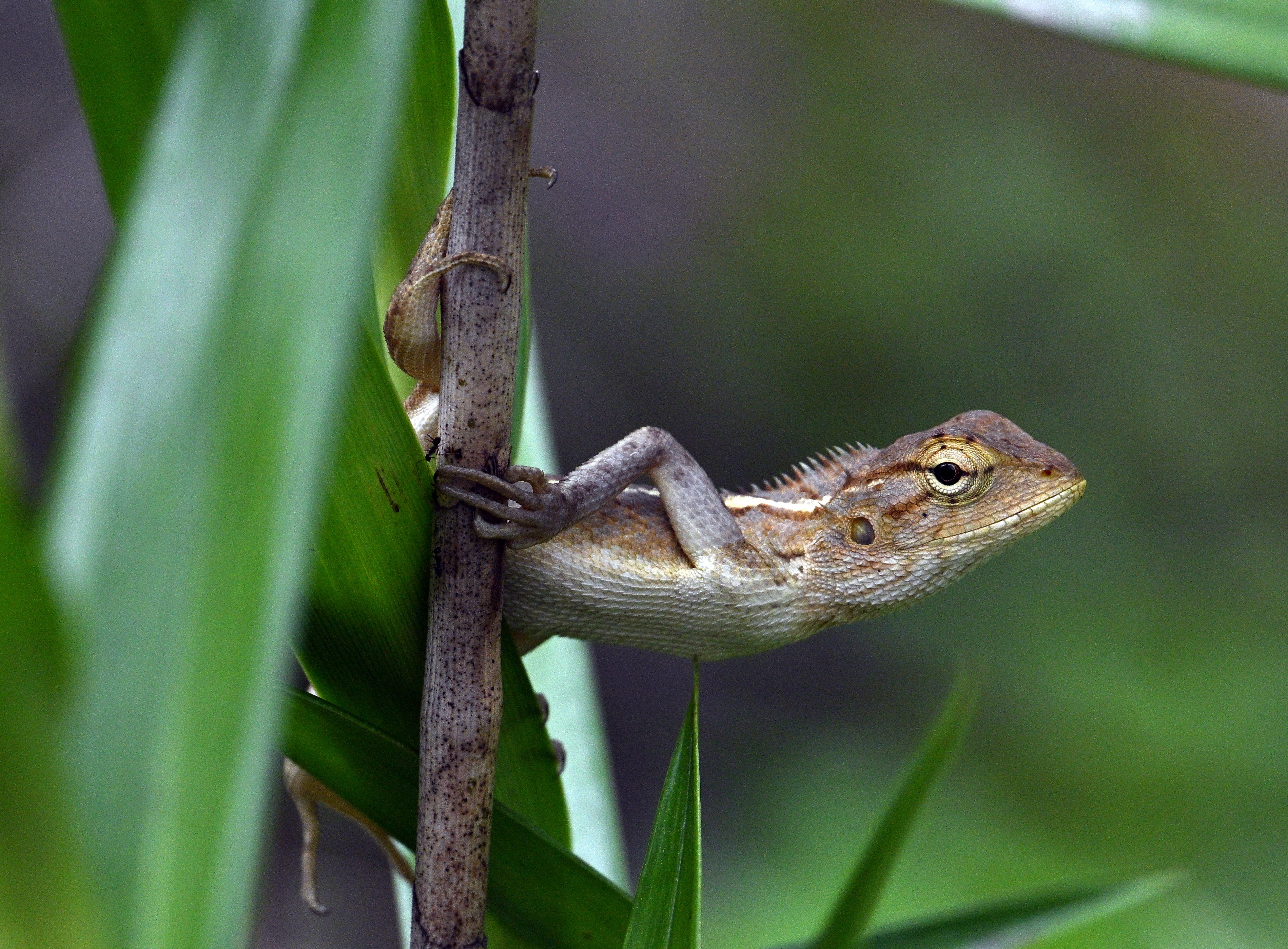 Wild Changeable Lizard Gurong Lake Garden Singapore