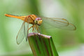 Golden Darter Dragonfly Singapore