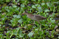 Yellow Bittern Chinese Gardens Singapore # 1