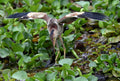 Yellow Bittern Chinese Gardens Singapore # 2