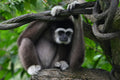 Male Gibbon Singapore # 1