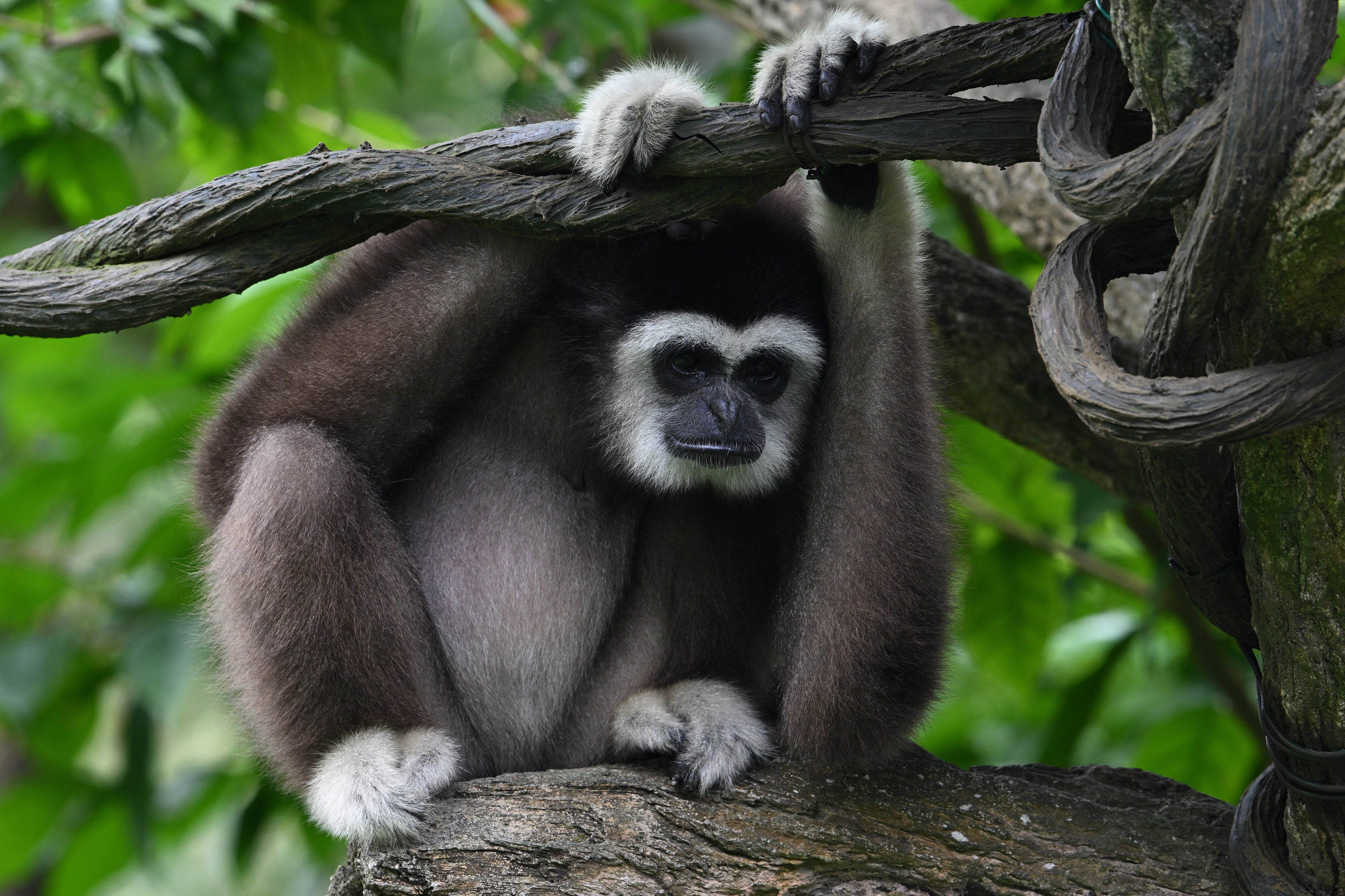 Male Gibbon Singapore # 1