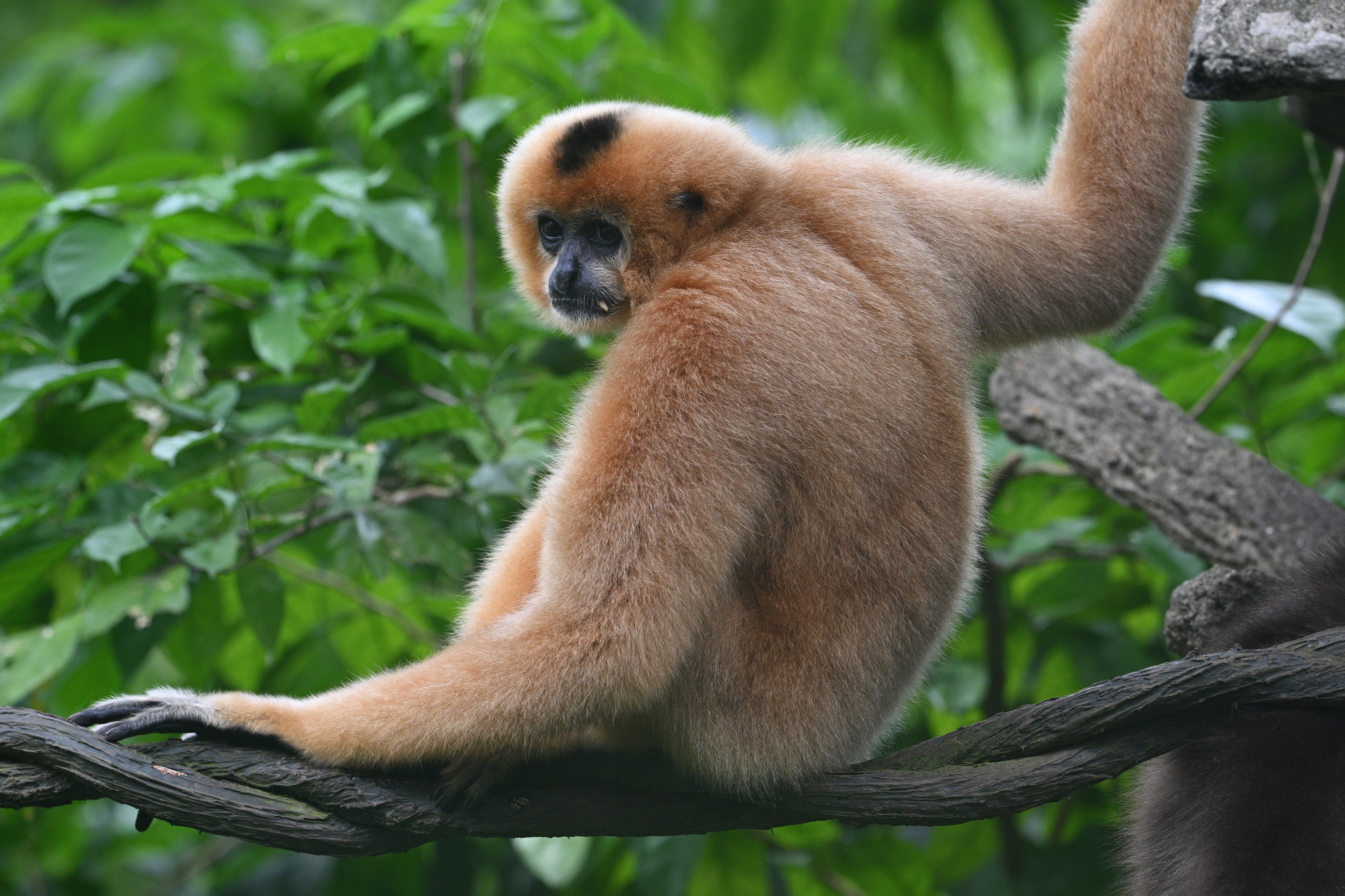 Female Gibbon Singapore