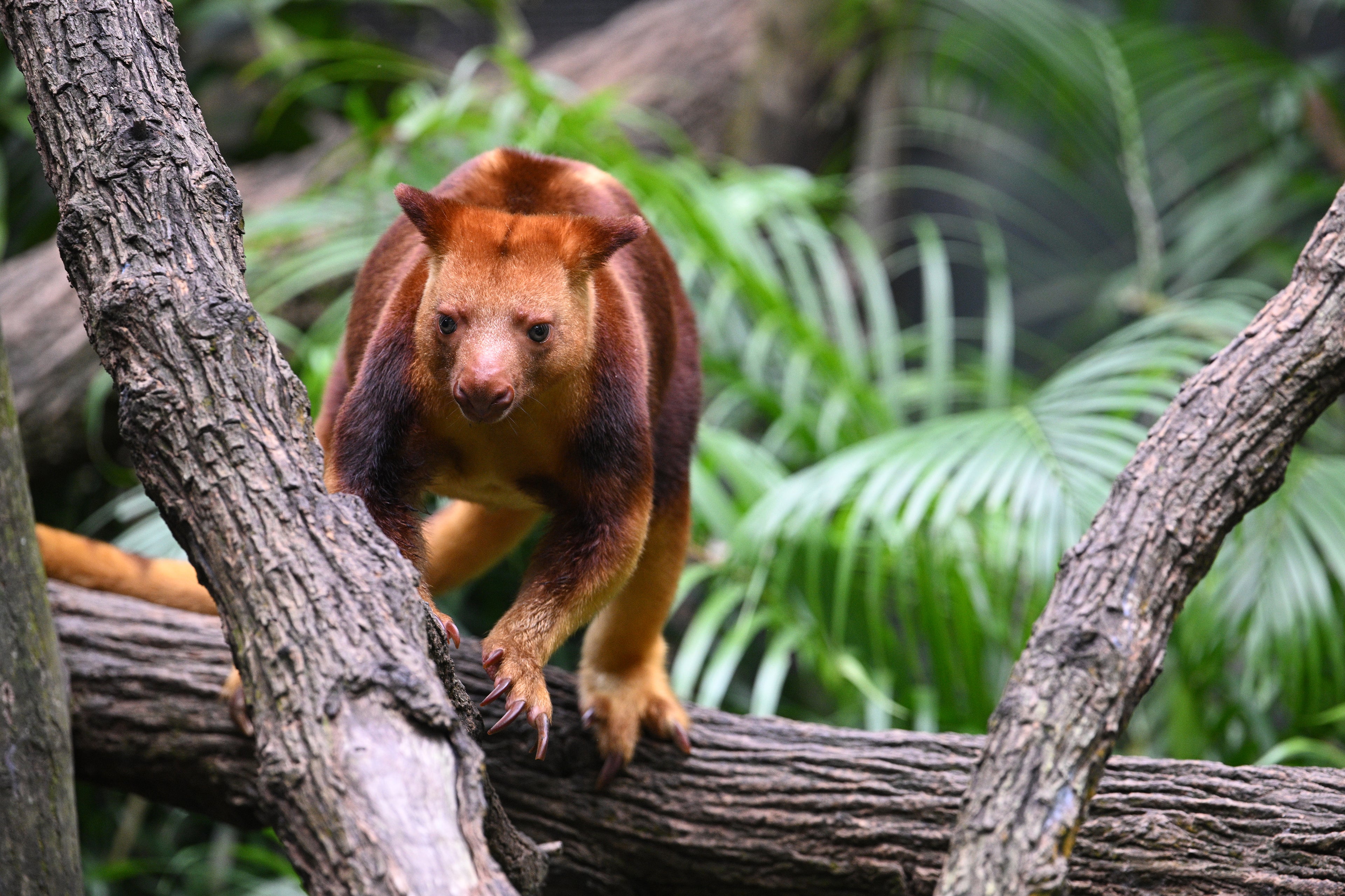 Male Australian Tree Kangaroo Singapore # 1