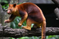 Male Australian Tree Kangaroo Singapore # 2