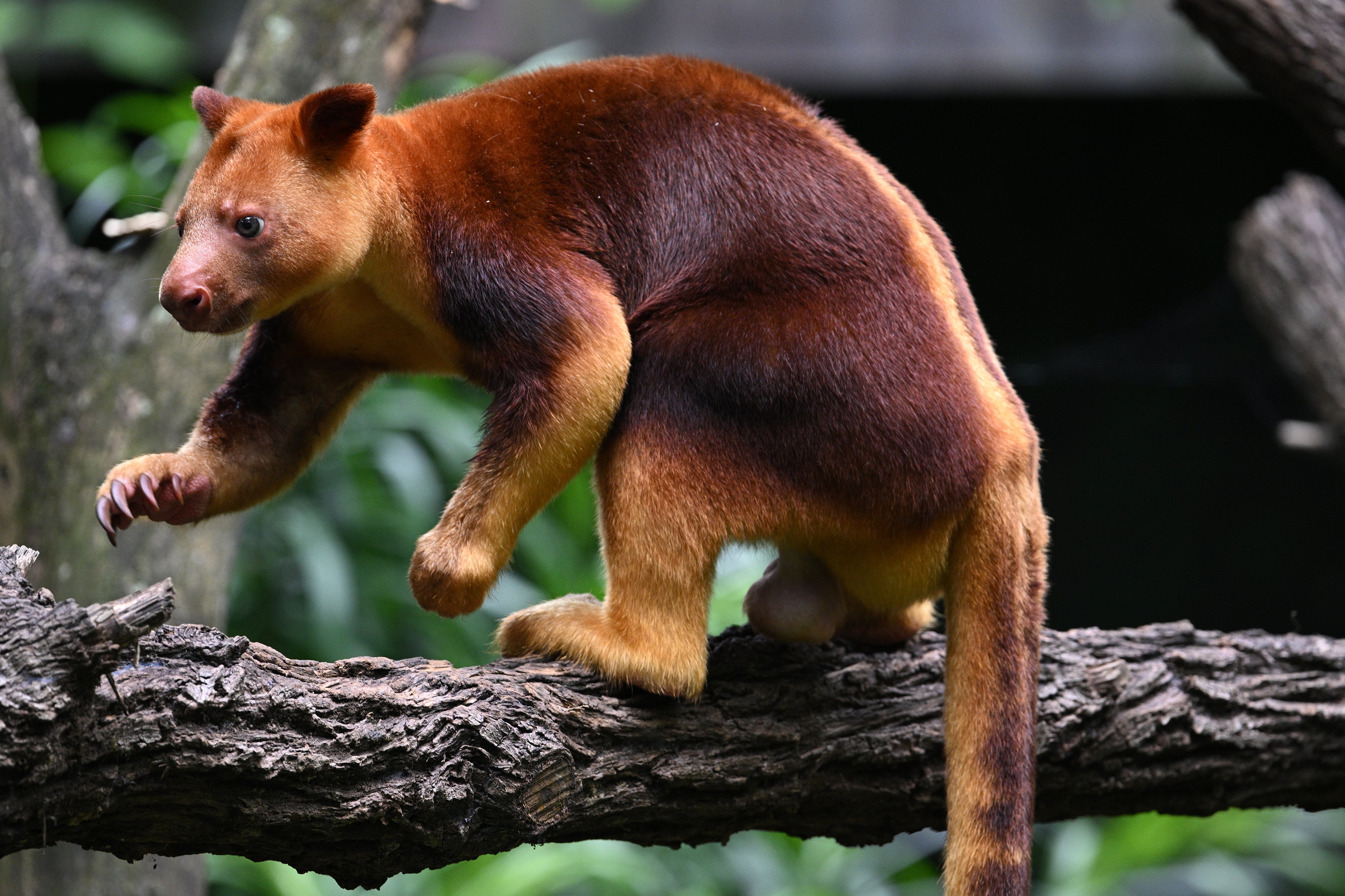 Male Australian Tree Kangaroo Singapore # 2