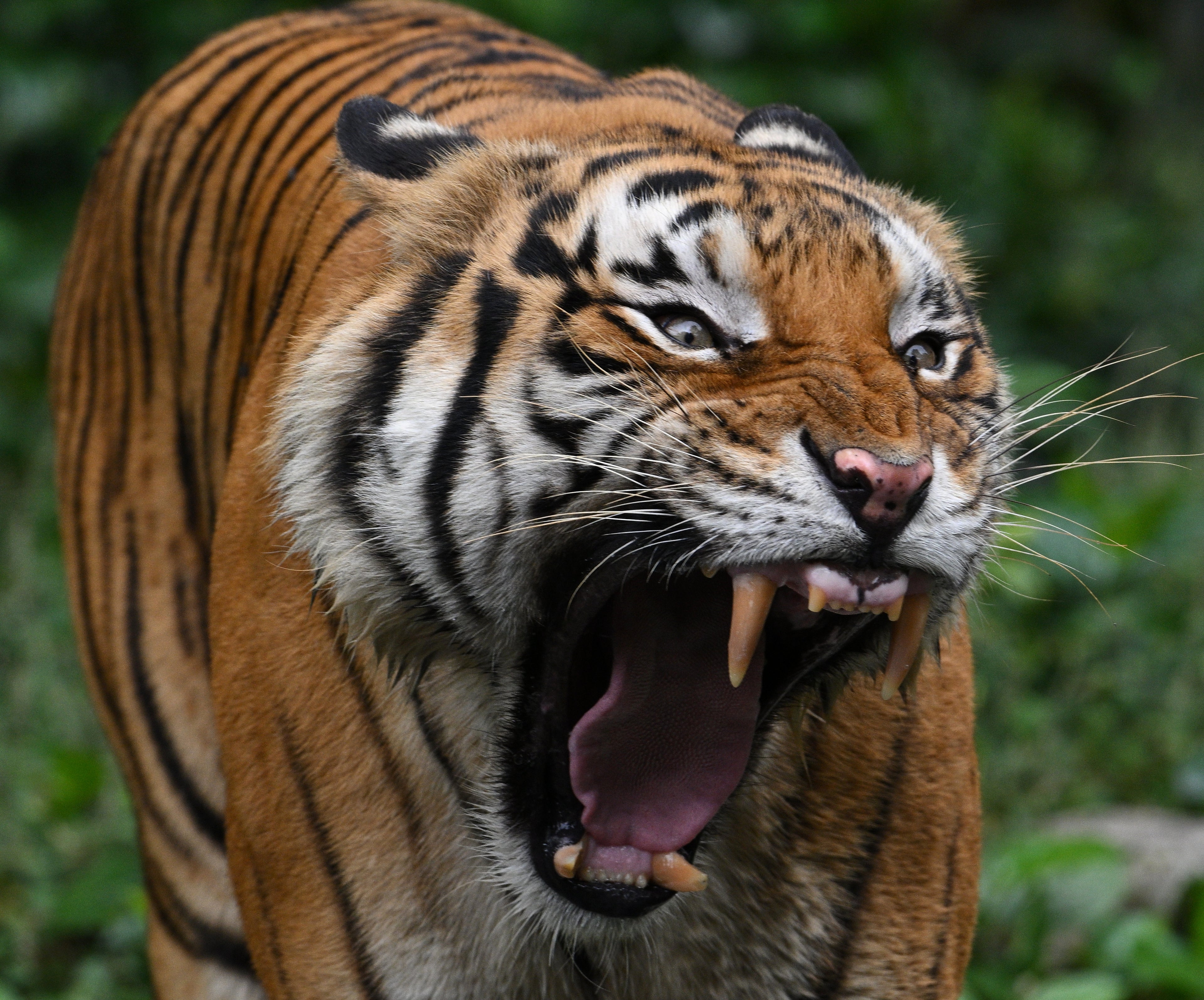 Malayan Tiger Singapore # 1