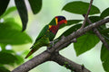 Rainbow Lorikeet Singapore