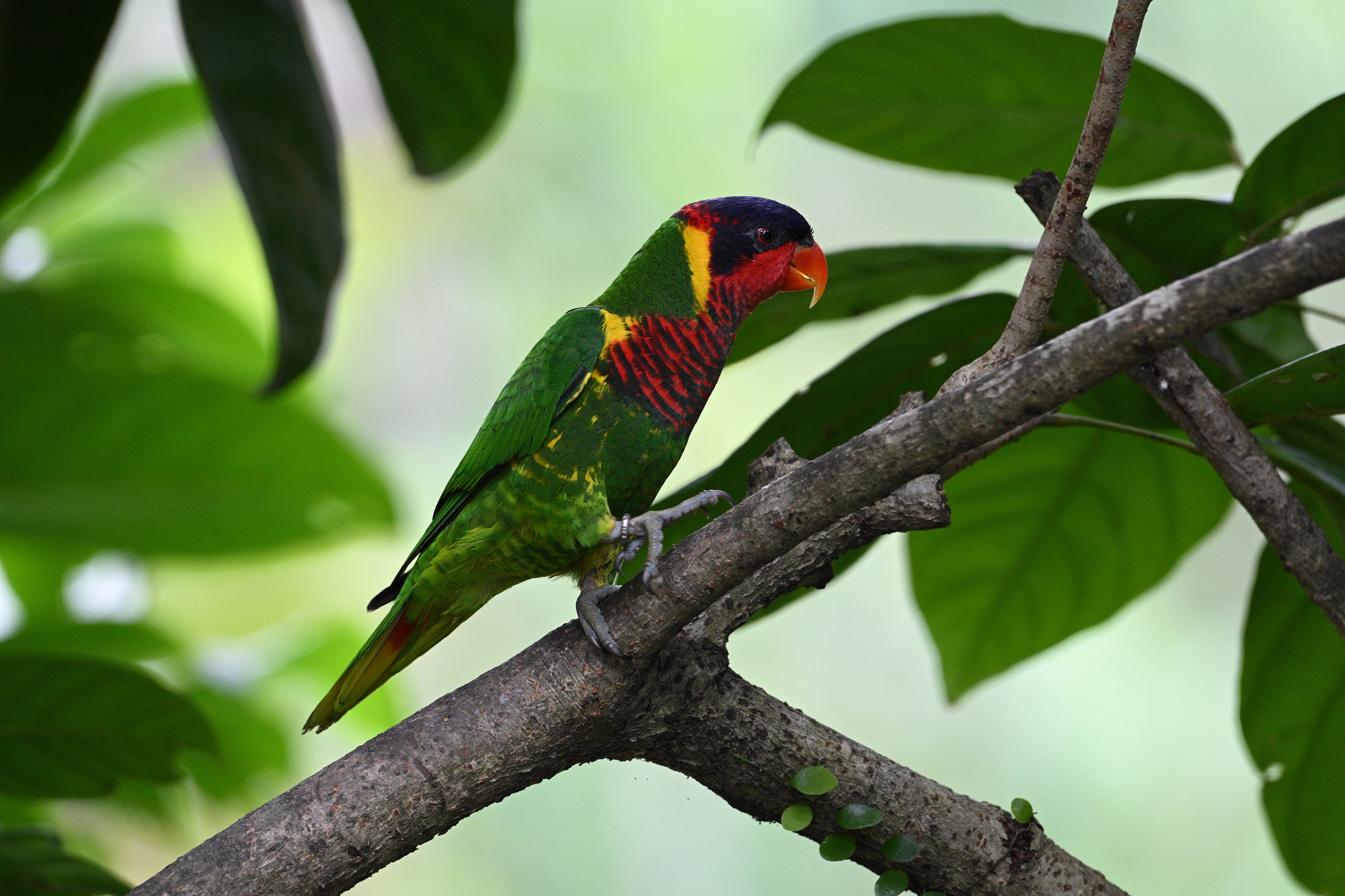 Rainbow Lorikeet Singapore