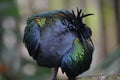 Nicobar Pigeon Singapore