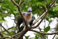 Crested Coua Singapore