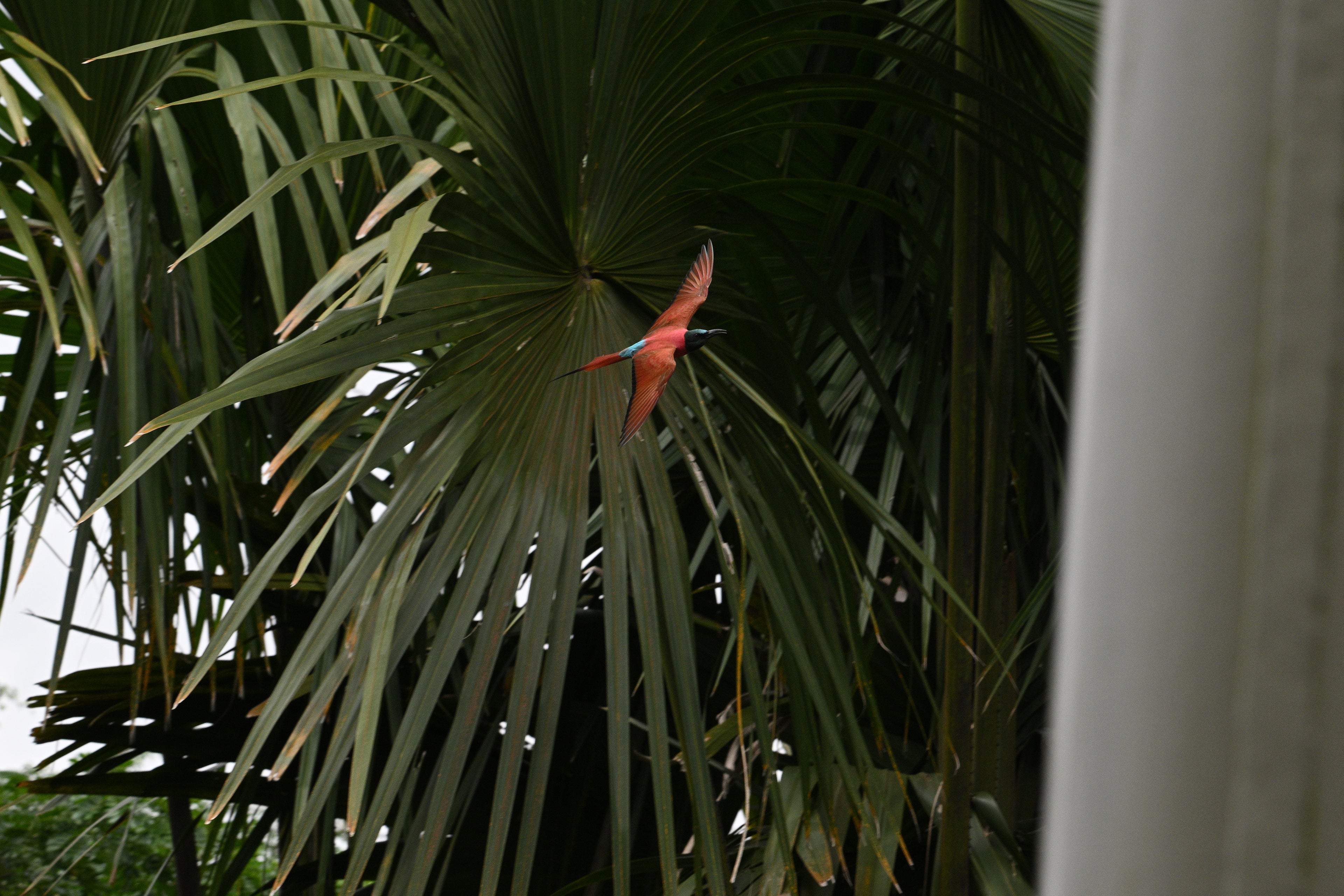 Northern Carmine Bee Eater Singapore # 2