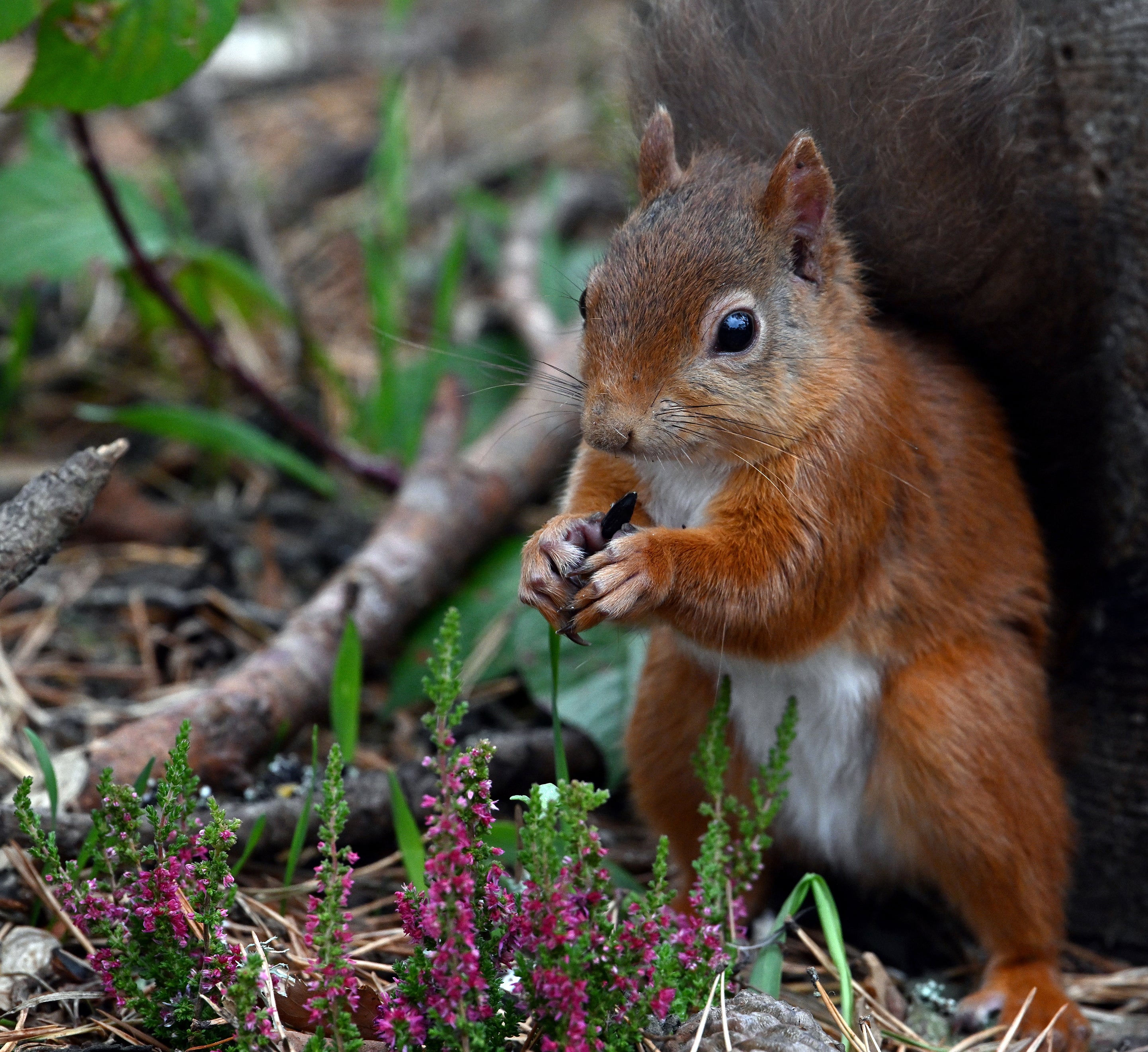 Red Squirrel Lossiemouth