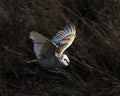 Barn Owl Gauntlet Bird of Prey Centre Knutsford