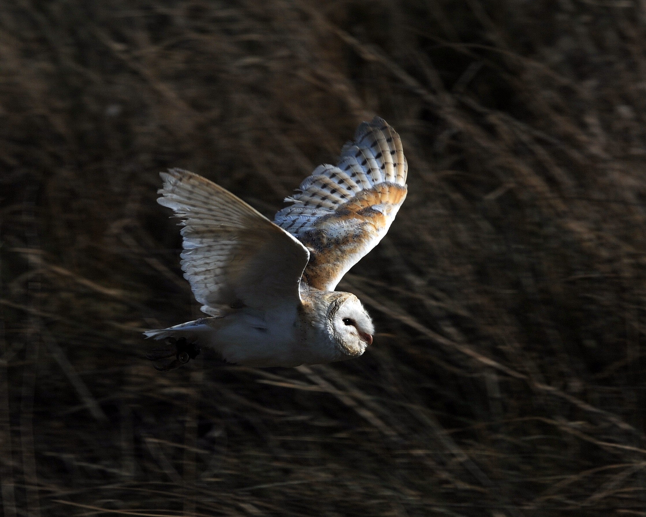 Barn Owl Gauntlet Bird of Prey Centre Knutsford